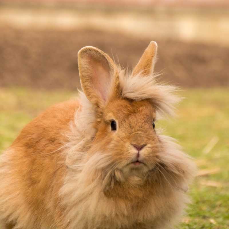 mascota pequeña conejo enano marrón