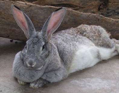 Tipos de conejos, Conejo gigante de Flandes