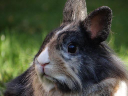 imagen de conejo enano cabeza de león