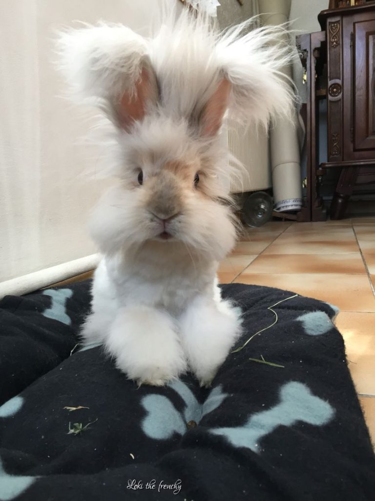 Conejito tras un corte de pelo