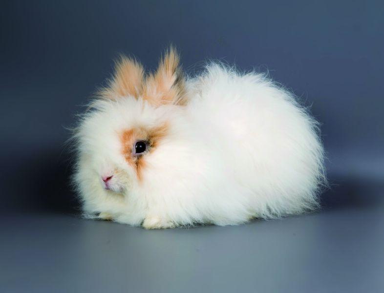 conejito de raza angora