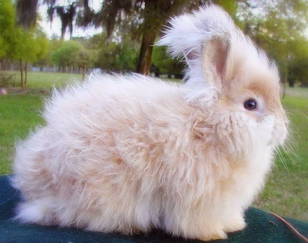 conejo angora inglés