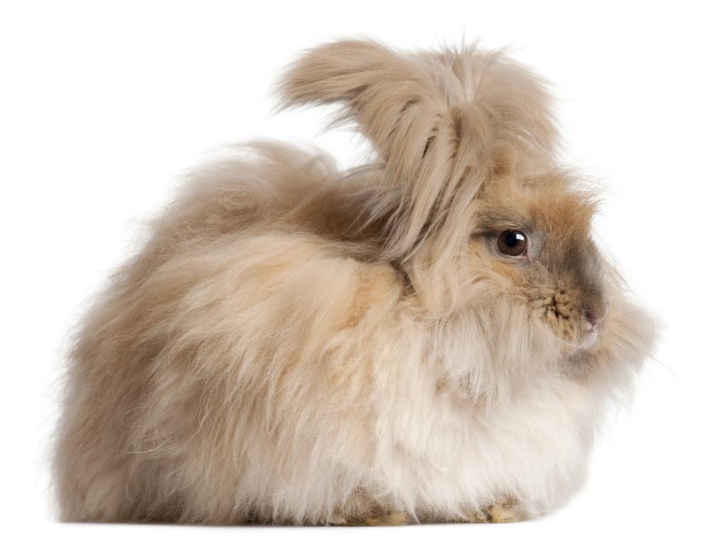 raza de conejo angora marrón