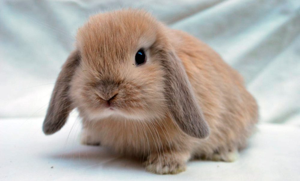 conejo enano mini lop