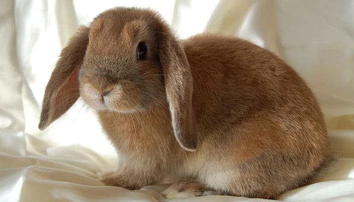 conejo enano de raza mini lop