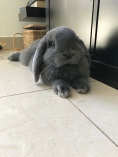 conejo mini lop negro