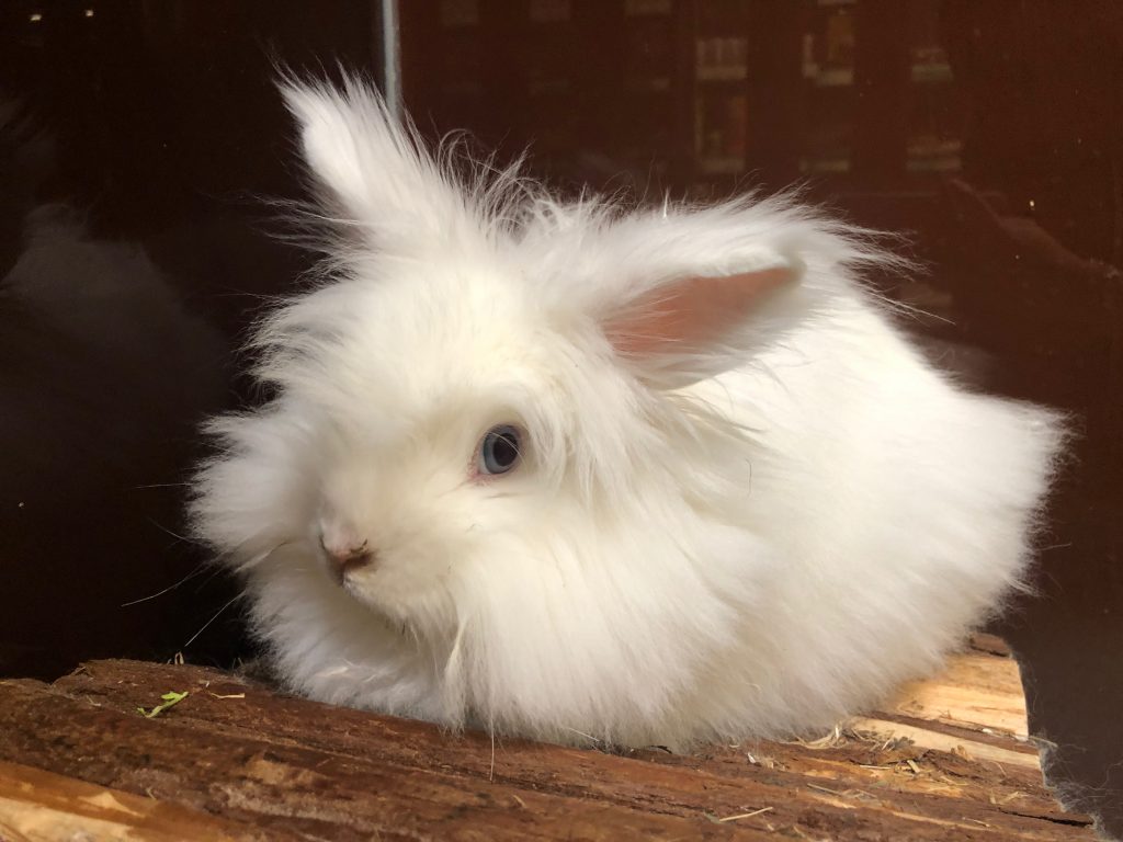 conejo enano peludo blanco
