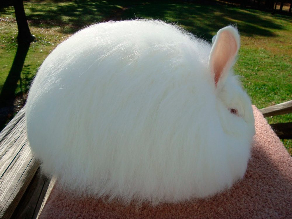 raza de conejo angora