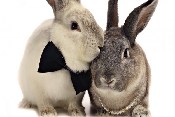 como saber si mi conejo es macho o hembra