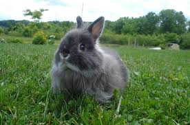 Raza de conejo - Jersey wooly gris 