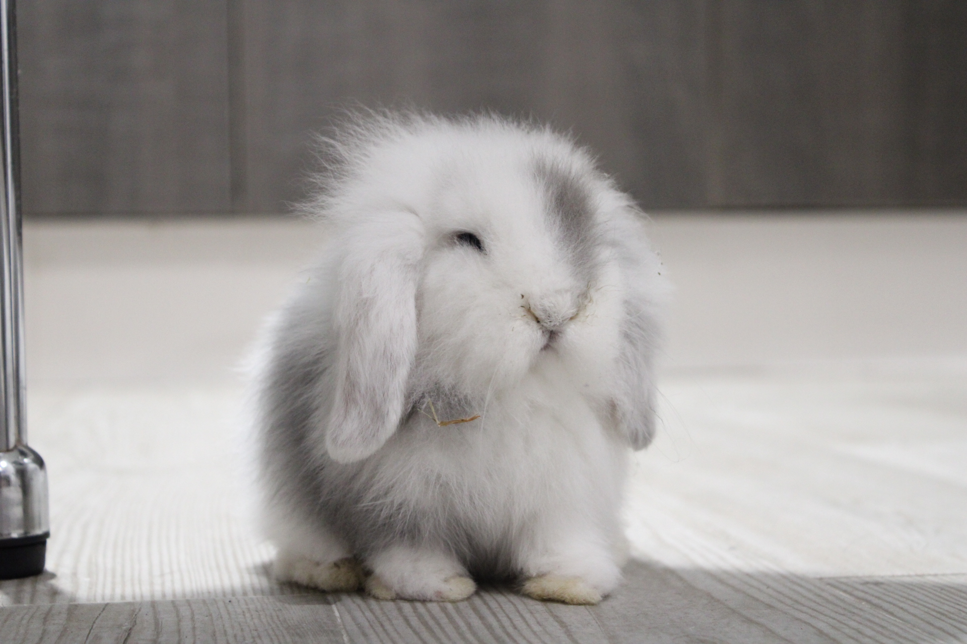 Grey, mi bebé conejo enano Belier blanco y gris