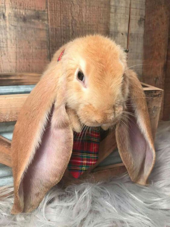 raza de conejo english lop marron