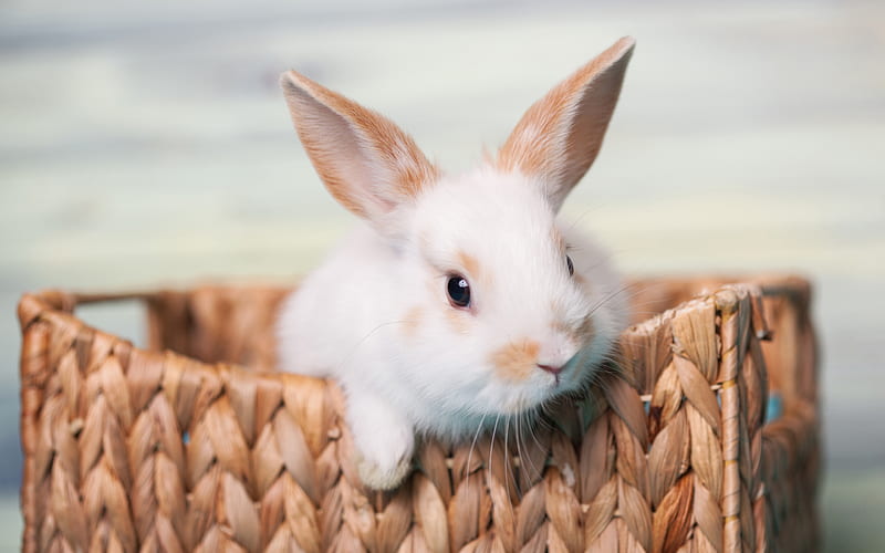 curiosidades sobre los conejos