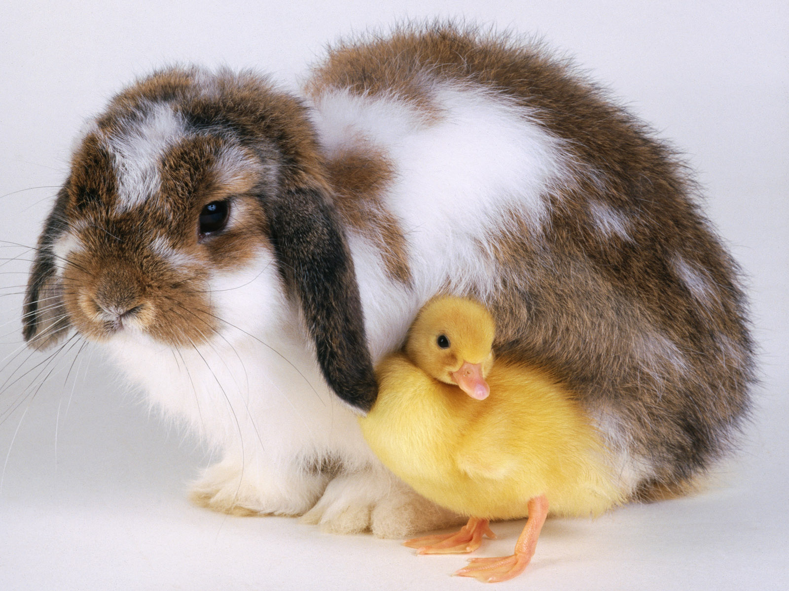 raza de conejo belier marrón y blanco con un pollito