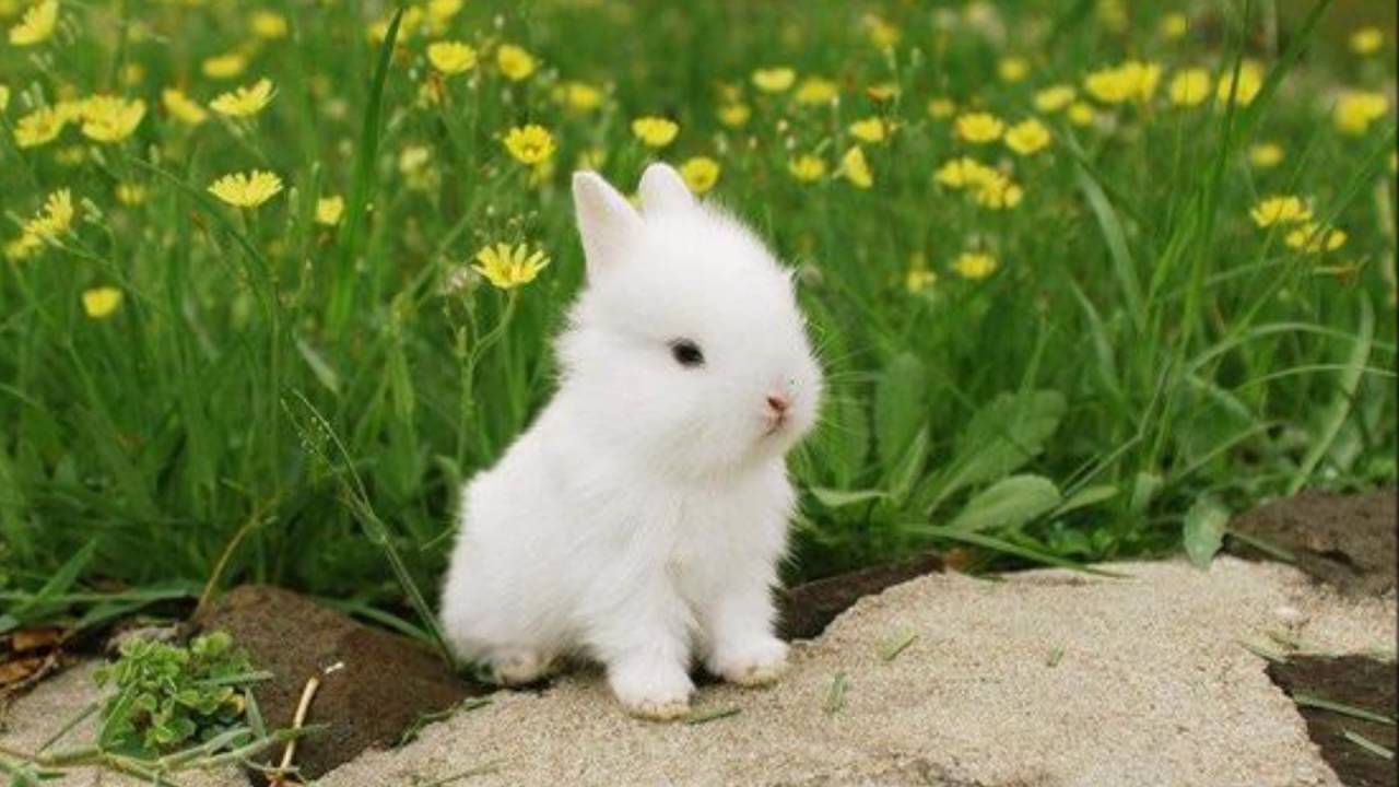 cría de conejo cabeza de león blanco