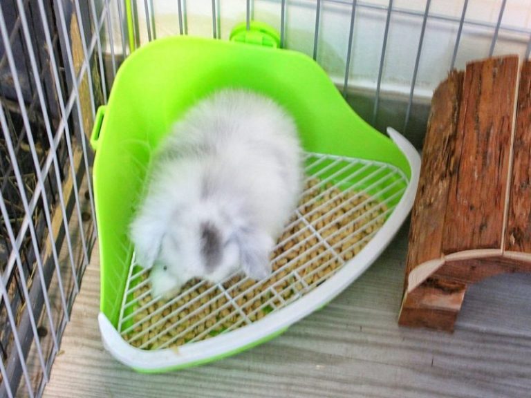 enseñar a un conejo enano a usar un esquinero