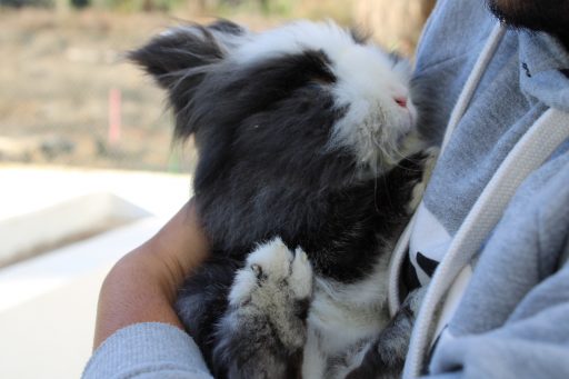 cuidados despues de esterilizar o castrar a un conejo enano