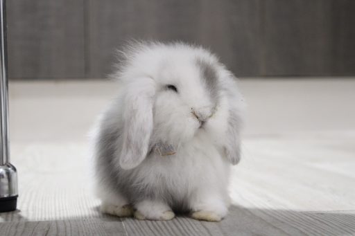 Grey mi conejo enano Belier