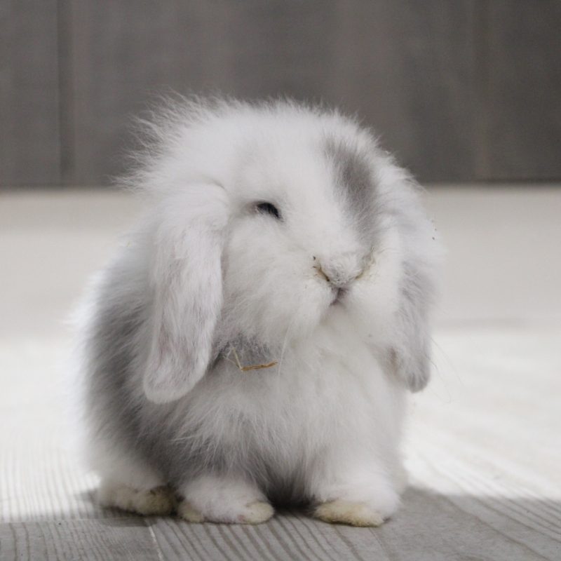 Grey, mi conejo enano de raza Belier blanco y gris