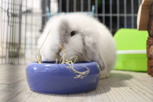 Grey mi conejito Belier, comiendo heno