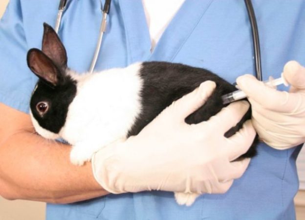 vacunas necesarias en los conejos enanos
