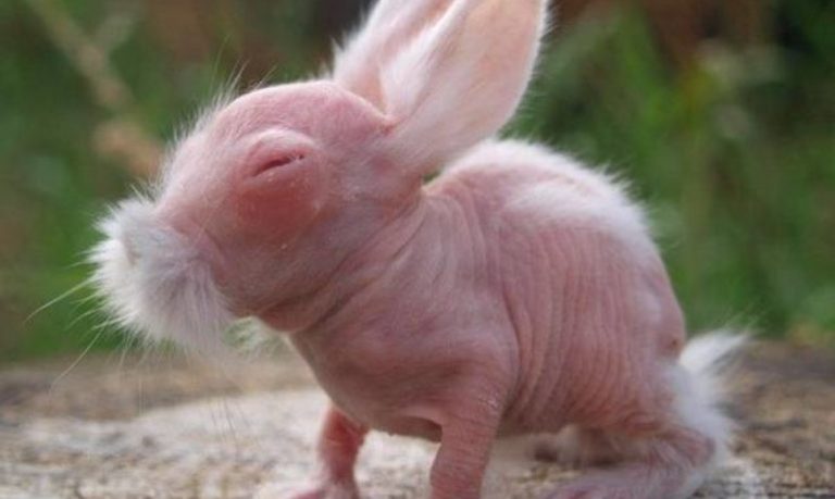 conejo sin pelo razas de conejos