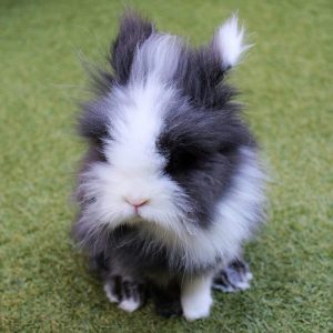 Tambor mi conejo enano de raza cabeza de león o lionhead