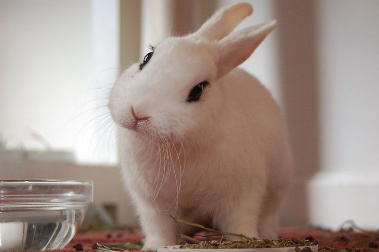 conejo enano raza blanco de hotot