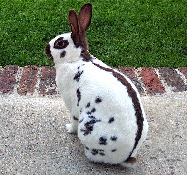 raza de conejos con manchas negras como un dalmata