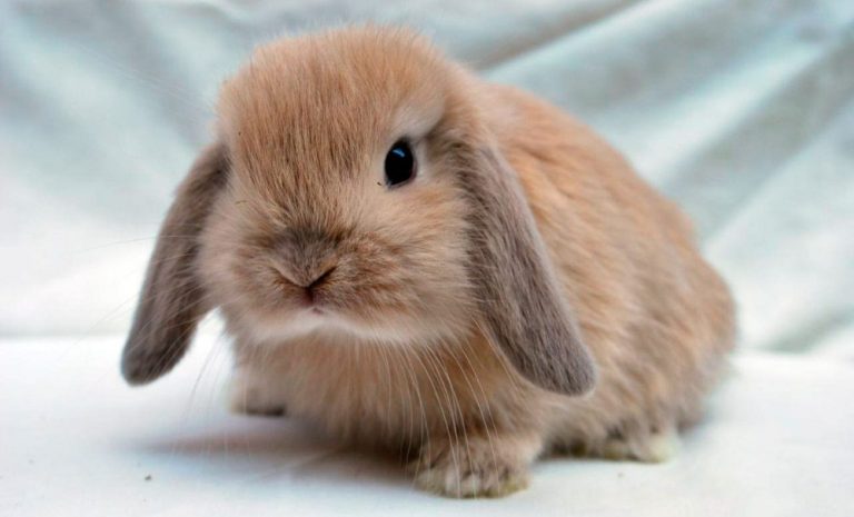 raza de conejo enano mini lop marrón