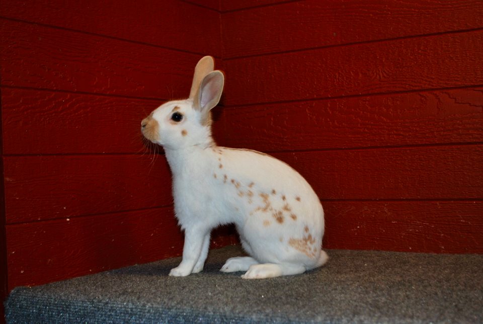 coenjito blanco con manchas marrones