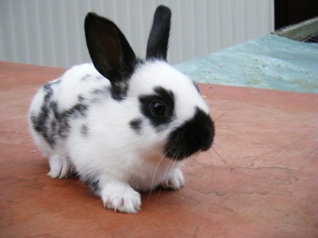 conejito blanco con manchas negras