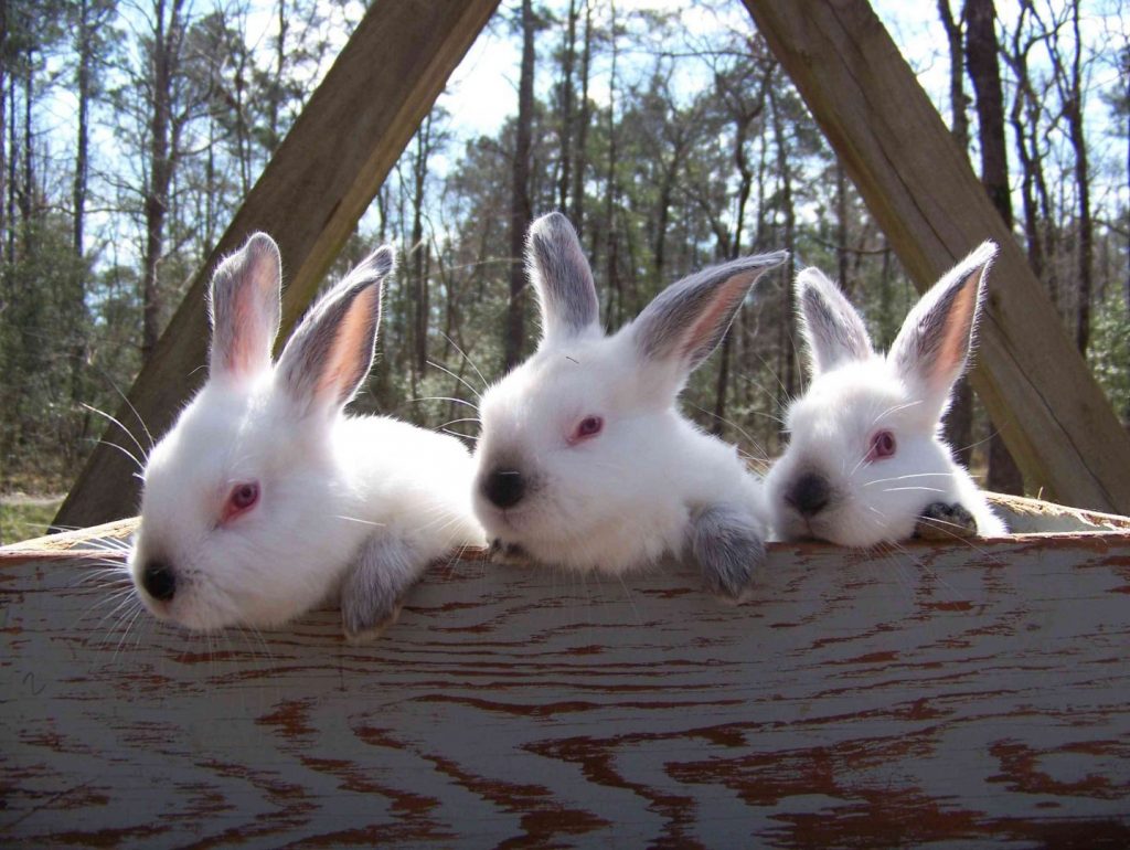 imagen de tres adorables conejitos bebés juntos