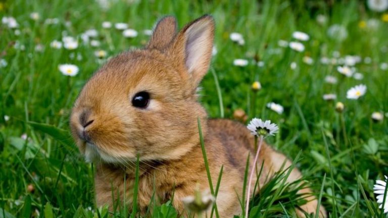 consejos para salir a pasear con mi conejo