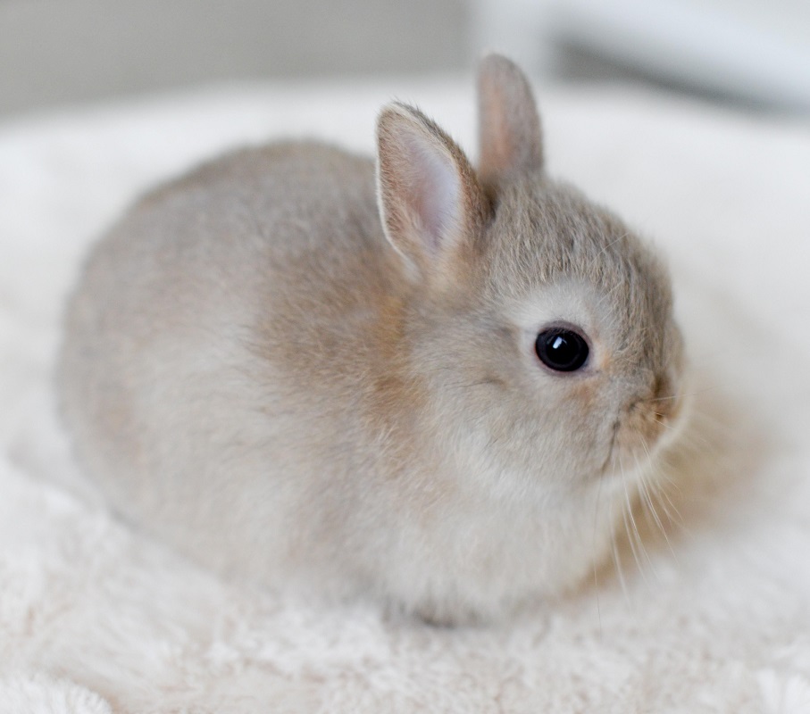 como cuidar a conejo recién nacido