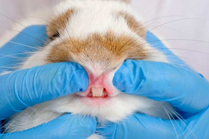 Los dientes de los conejos enanos