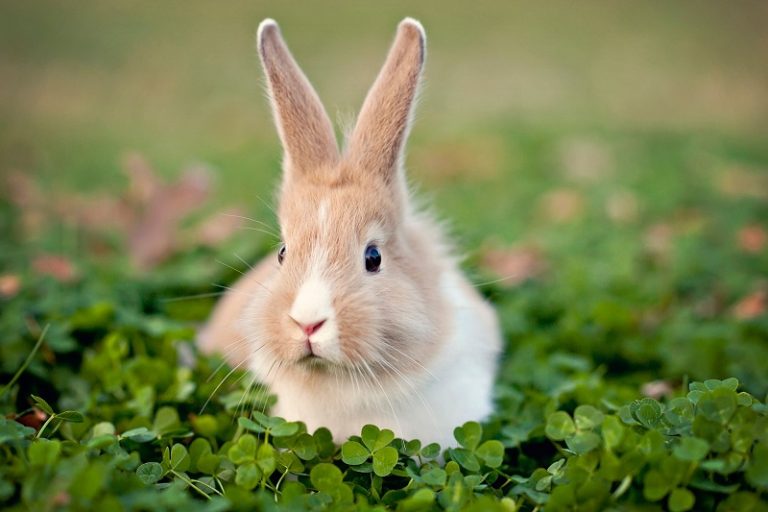 mitos y tópicos sobre los conejos