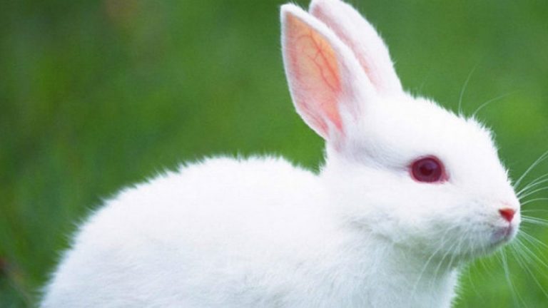 cuidados y características del conejo blanco de Florida