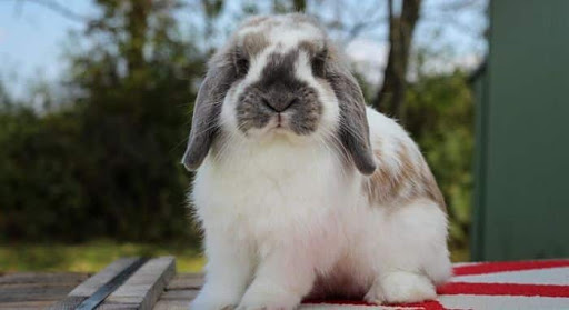Conejo Holland lop
