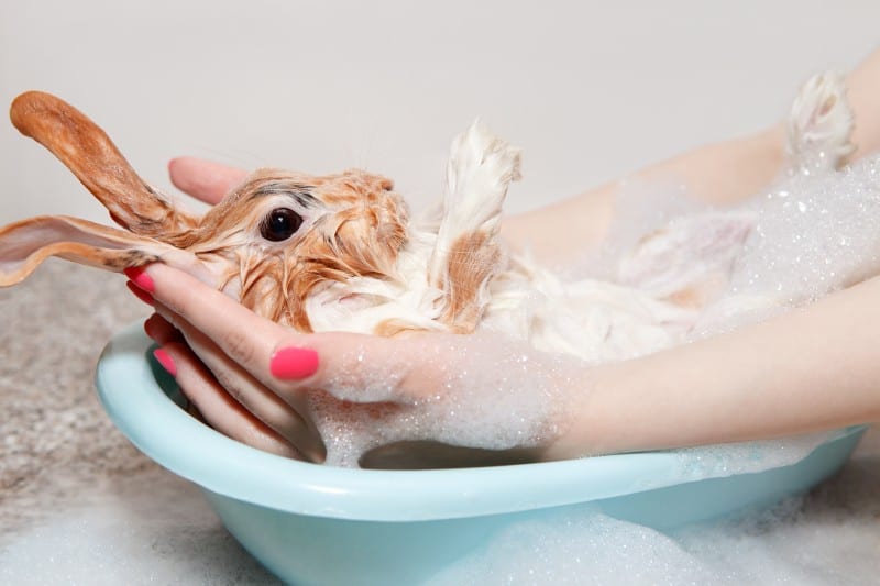 que saber para bañar a un conejo enano