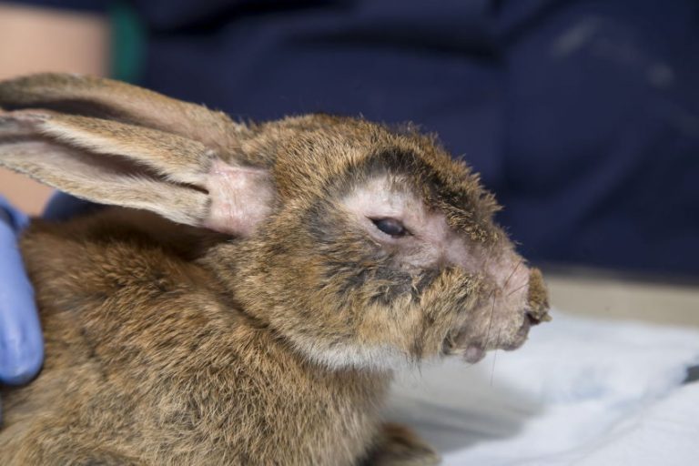 Sintomas de un conejo enfermo