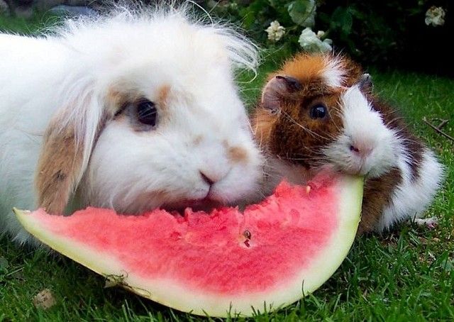 Conejo-comiendo-sandia