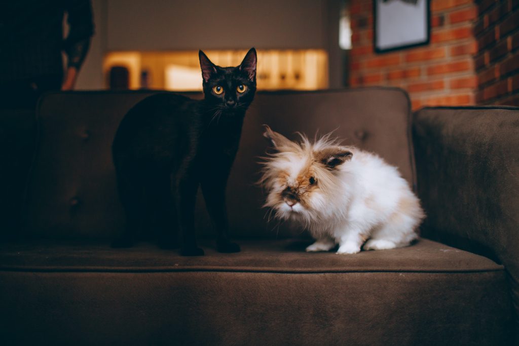 Relación entre conejos y gatos