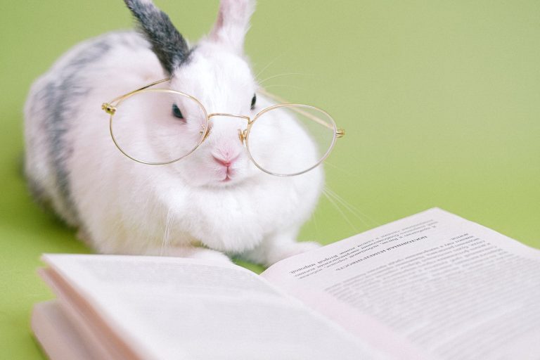 Aprende todo sobre los conejos enanos
