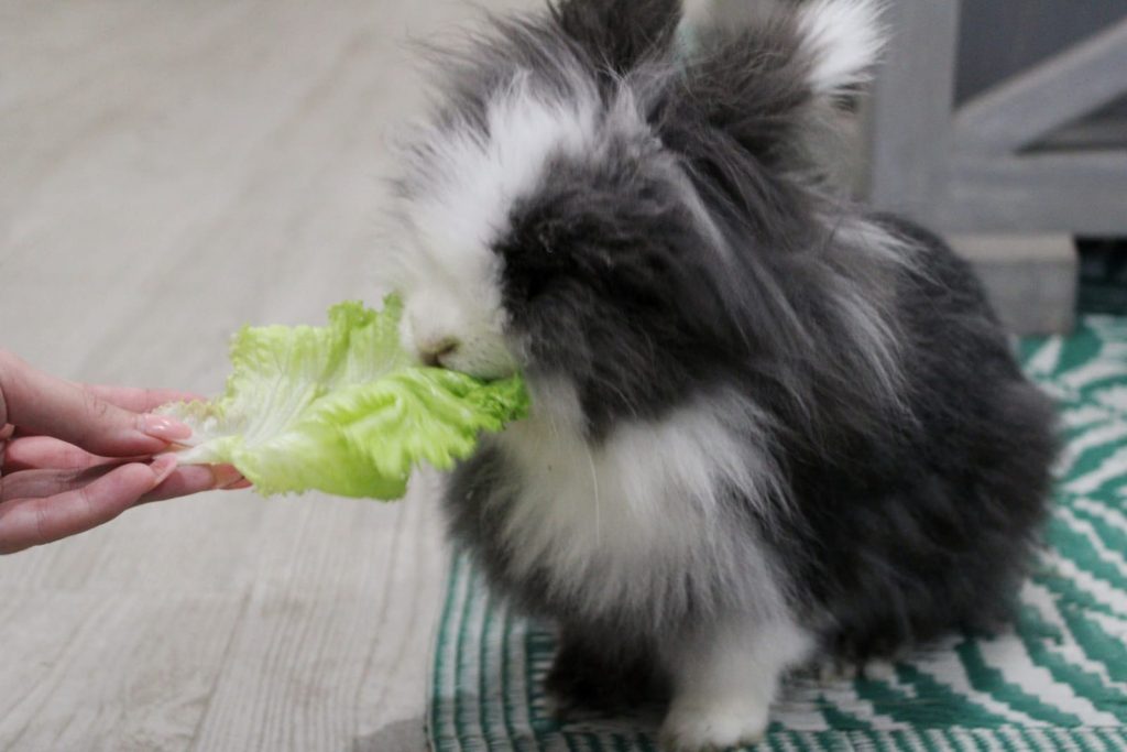 ¿Qué frutas y verduras puede comer un conejo? - Tambor mi conejo cabeza de león comiendo lechuga