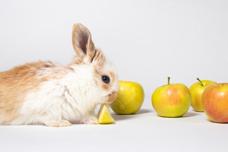Los conejos pueden comer manzana