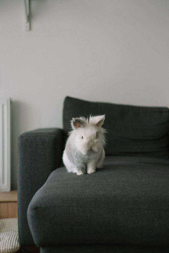 ¿Los conejos son lagomorfos? NO son roedores